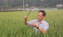 外媒爆料袁隆平视频播放,全球关注杂交水稻发展新篇章