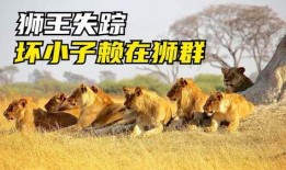 雄狮3在线观看完整版,王者归来在线观影全纪录