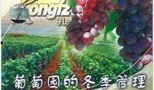 爆料葡萄种植技术视频