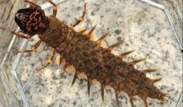 小鱼仔爆料有蟑螂吗视频,家中惊现蟑螂，真实视频曝光