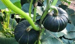 视频网红吃瓜,揭秘娱乐圈幕后真相