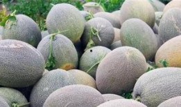 静海吃瓜的网红,揭秘网络红人的幕后生活