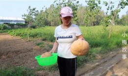 梅子娱乐吃瓜,揭秘娱乐圈最新吃瓜事件，带你领略明星幕后故事