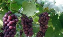 爆料葡萄种植技术视频