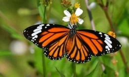 辛巴鹿在哪里爆料的视频,视频爆料背后的惊人真相