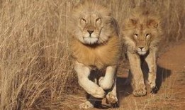 雄狮3在线观看完整版,王者归来在线观影全纪录