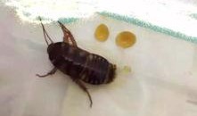 小鱼仔爆料有蟑螂吗视频,家中惊现蟑螂，真实视频曝光