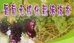 爆料葡萄种植技术视频