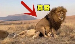 雄狮3在线观看完整版,王者归来在线观影全纪录