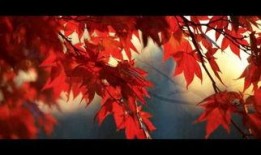 冬之蝉在线观看,冬日里的温暖旋律，在线观看感动瞬间