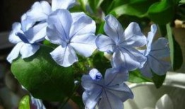 蓝色茉莉 在线观看,揭秘在线观看的时尚魅力