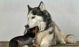 南京爆料二哈暴警视频下载,网络暴力与警民关系的反思