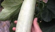 吃网红瓜的平台有哪些呢,盘点各大热门吃瓜平台