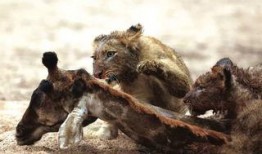 辛巴鹿在哪里爆料的视频,视频爆料背后的惊人真相