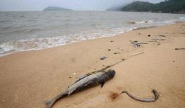 连云港海边爆料案件最新,真相渐浮水面，警方全力追查！