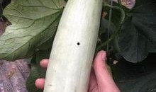 网红吃瓜的平台有哪些呢,揭秘热门八卦聚集地