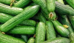 吃瓜q微信渠道免费吃瓜,免费吃瓜福利来袭！吃瓜q微信渠道带你畅享瓜界盛宴