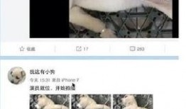 解剖活狗视频在线观看,动物解剖的真实过程