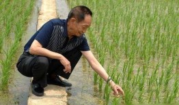 外媒爆料袁隆平视频播放,全球关注杂交水稻发展新篇章
