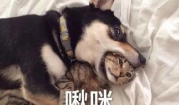 南京爆料二哈暴警视频下载,网络暴力与警民关系的反思