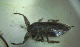 小鱼仔爆料有蟑螂吗视频,家中惊现蟑螂，真实视频曝光