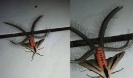 昆虫挂件爆料怎么做视频,创意视频制作攻略