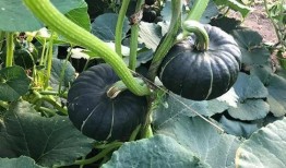 可以吃网红瓜的视频网站,畅享网红瓜的盛宴